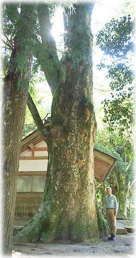 画像:川下神社のケヤキ(幹と並ぶ)