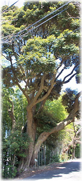 画像:慈眼寺のスダジイ 画像:慈眼寺のスダジイ