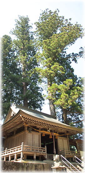 画像:門僕神社のスギ 画像:門僕神社のスギ