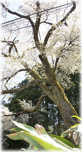画像:青木家のカスミザクラ 画像:青木家のカスミザクラ