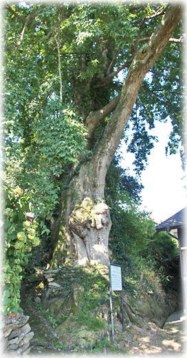 �摜�F�΂̐X�̖�