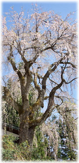 画像:栗山沢の枝垂れ桜 画像:栗山沢の枝垂れ桜