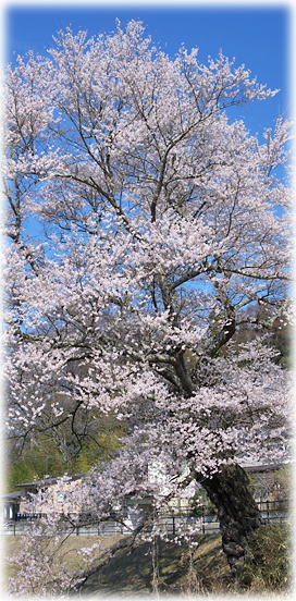 画像:京塚の桜 画像:京塚の桜