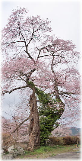 画像:町屋の江戸彼岸桜 画像:町屋の江戸彼岸桜