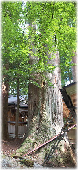 画像:南日裏八坂神社のスギ 画像:南日裏八坂神社のスギ