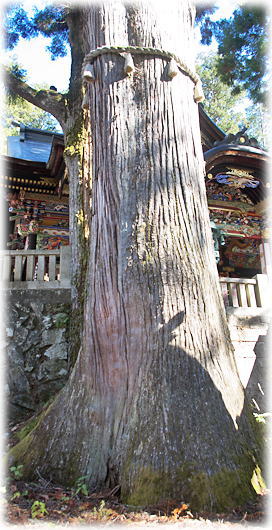 画像:三峯神社の神木 画像:三峯神社の神木