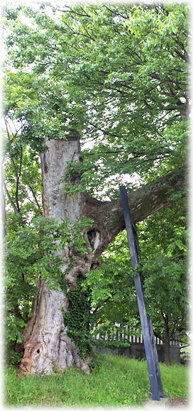 �摜�F�O�֐_���_�Ђ̃��N�m�L