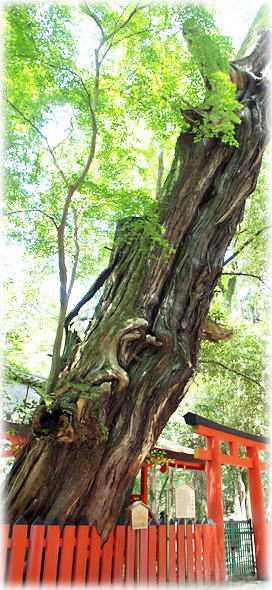 画像:水谷神社のイブキ(枯死) 画像:水谷神社のイブキ(枯死)