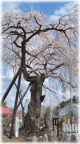 画像:善通寺のしだれ桜 画像:善通寺のしだれ桜
