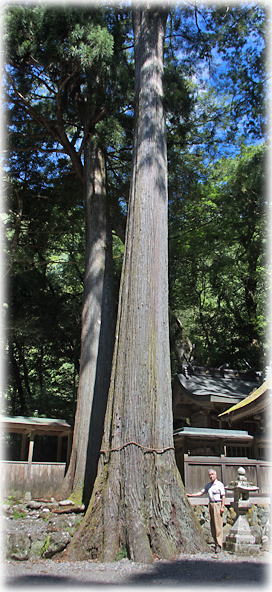 画像:中奥十二社神社のスギ(幹と並ぶ)