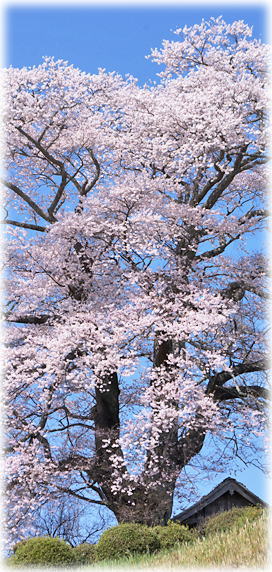 画像:七草木の天神桜 画像:七草木の天神桜