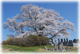 画像:七草木桜_2 画像:七草木桜_2