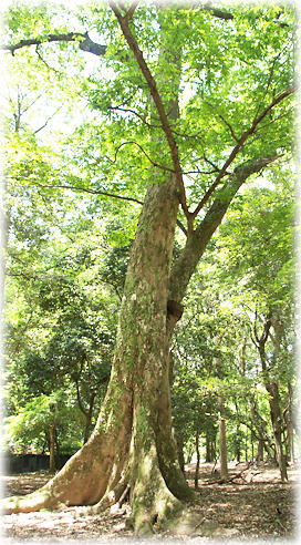 画像:白蛇川近くのムクノキ 画像:白蛇川近くのムクノキ