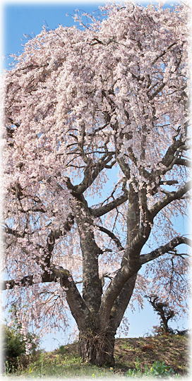 画像:西ノ内枝垂桜 画像:西ノ内枝垂桜