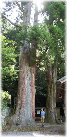 画像:西山八坂神社のスギ(幹と並ぶ)