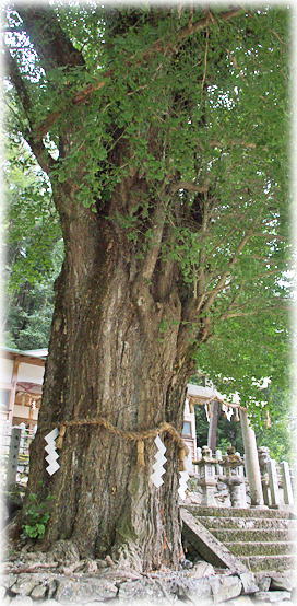 画像:大日川丹生神社のイチョウ 画像:大日川丹生神社のイチョウ