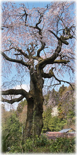 画像:王子山蓮華寺桜 画像:王子山蓮華寺桜