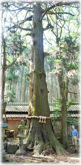 画像:下り尾神明神社のスギ(幹と並ぶ)