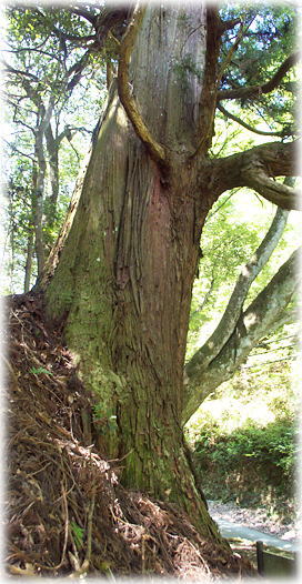 画像:才谷の一本杉 画像:才谷の一本杉