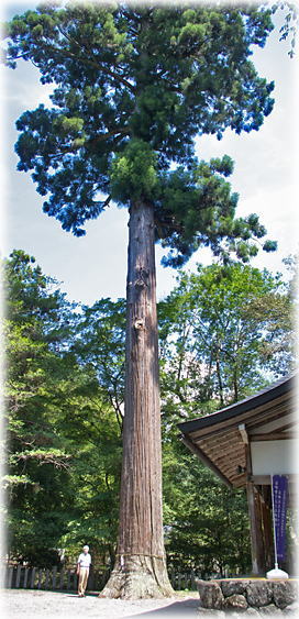 画像:桜木神社の御神木大杉(幹と並ぶ)