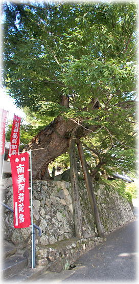 画像:阿弥陀寺のケヤキ 画像:阿弥陀寺のケヤキ