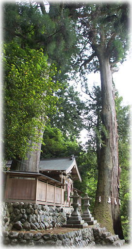 画像:下片岡春日神社のスギ 画像:下片岡春日神社のスギ