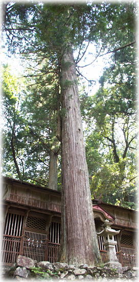 画像:立川渡八坂神社のスギ 画像:立川渡八坂神社のスギ