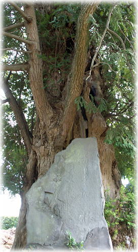 画像:東光寺のカヤ 画像:東光寺のカヤ