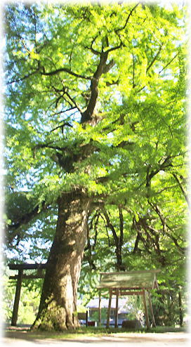 画像:土屋原春日神社のイチョウ 画像:土屋原春日神社のイチョウ