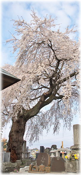画像:幸福寺の枝垂桜 画像:幸福寺の枝垂桜