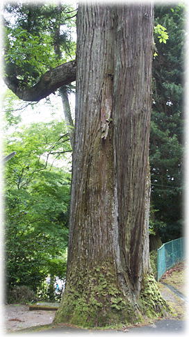 画像:山野神社のスギ 画像:山野神社のスギ