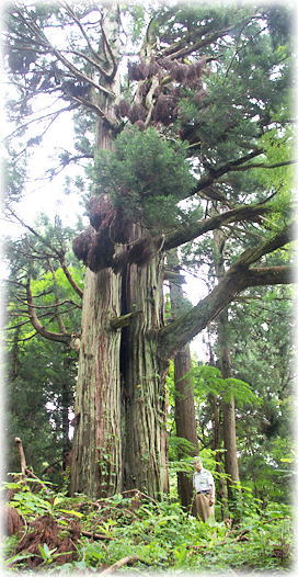 �摜�F�s���z�K�_�Ђ̃X�M�i���ƕ��ԁj