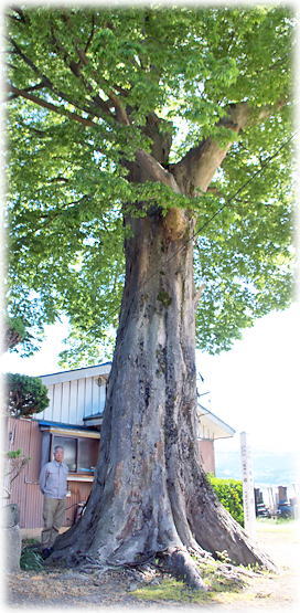 画像:八幡神社欅 画像:八幡神社欅(幹と並ぶ)