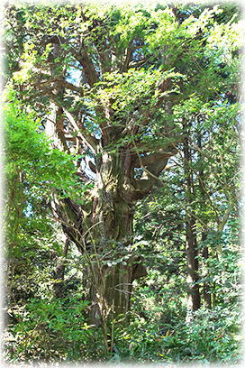 �摜�F�Ԍ������{�̑匳��B