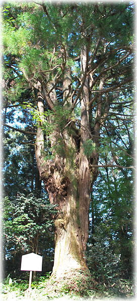 �摜�F�Ԍ������{�̑匳��A