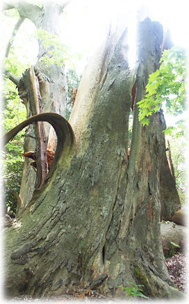 画像:長徳寺のケヤキA 画像:長徳寺のケヤキA