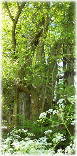 画像:五輪台のイチョウ 画像:五輪台のイチョウ