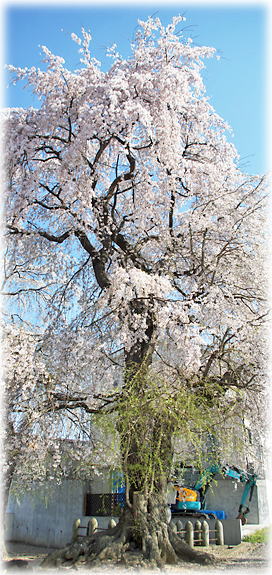 画像:八幡町の枝垂れ桜 画像:八幡町の枝垂れ桜