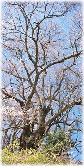 画像:平石田の縄文桜 画像:平石田の縄文桜