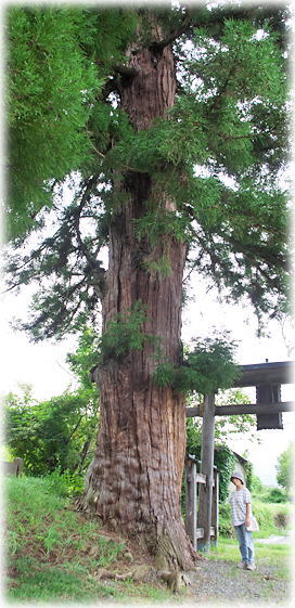 画像:上條神社参道のスギ 画像:上條神社参道のスギ(幹と並ぶ)