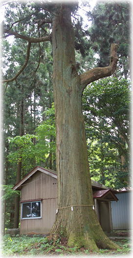 �摜�F��ǎR�_�Ђ̃X�M