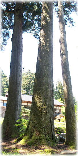 画像：花栄寺のスギ