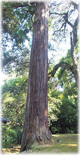 �摜�F�������s�_�Ђ̃X�M