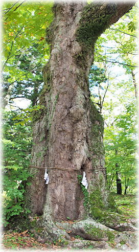 画像:軽井沢諏訪神社のトチノキA 画像:軽井沢諏訪神社のトチノキA