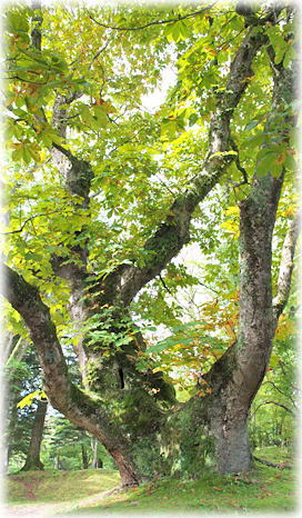 画像:軽井沢諏訪神社のトチノキB 画像:軽井沢諏訪神社のトチノキB