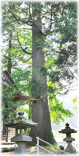 画像:児嶋神社のスギ 画像:児嶋神社のスギ