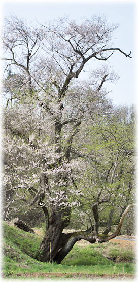 画像:小鵇ヶ清水の桜 画像:小鵇ヶ清水の桜