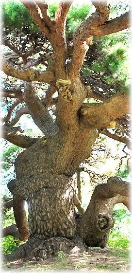 画像:光明寺の笠松 画像:光明寺の笠松