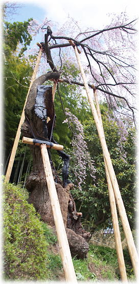 画像:鏡石寺のシダレザクラ 画像:鏡石寺のシダレザクラ