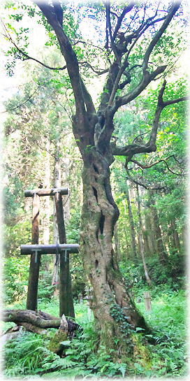 画像:宮泉寺のヒサカキ 画像:宮泉寺のヒサカキ